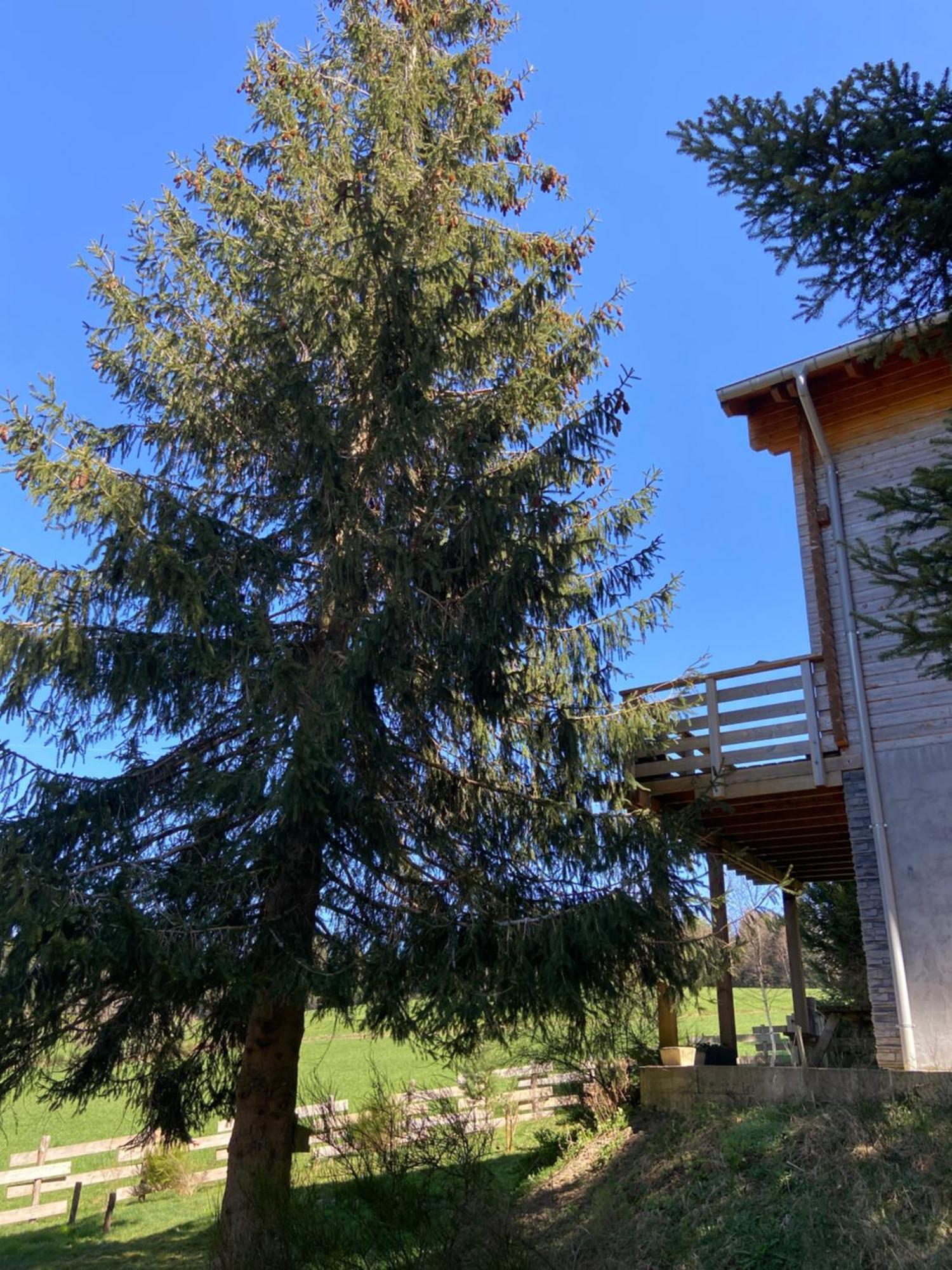 Chalet Authentique Au Calme, En Lisiere De Foret, Montagne, Sentiers 15Mn Gerardmer & Alsace "Chalet Mon Beau Sapin" Anould Екстер'єр фото